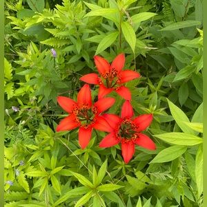 Meet your Posher, Em